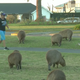 The cute ass capybaras in question